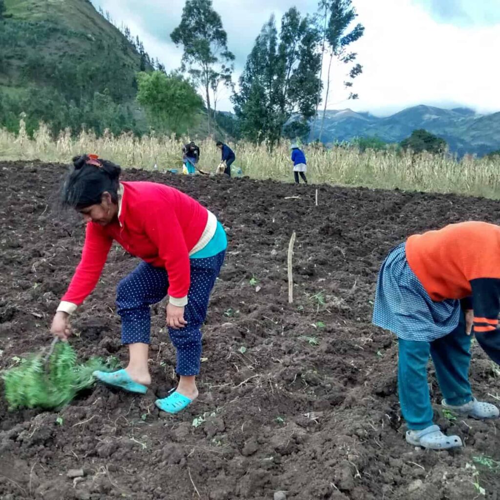 En la siembra de la quinua, las mujeres de la asociación de mujeres de los Páramos.