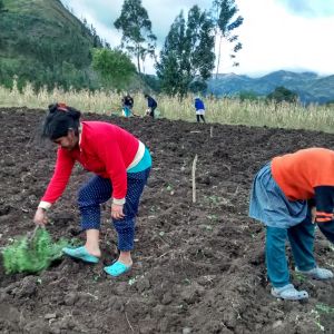 En la siembra de la quinua, las mujeres de la asociación de mujeres de los Páramos.